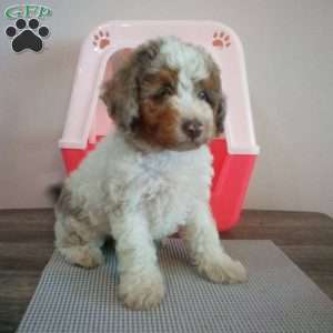 Daisy, Miniature Poodle Puppy